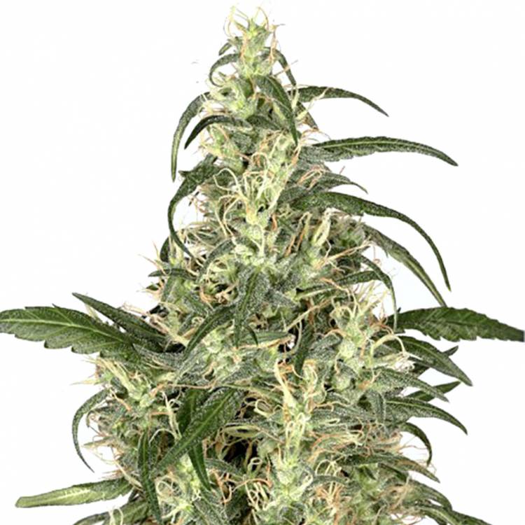 семена конопли курьером Skunk #1 regular Dutch Passion Seeds