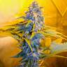 семена конопли феминизированные Skunk+ feminised Kannabia Seeds