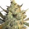 качественные семена конопли Skunk+ feminised Kannabia Seeds