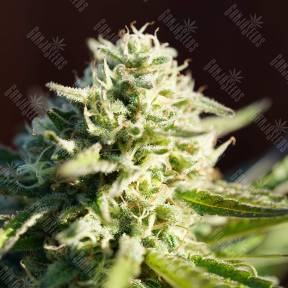 Northern Light regular Nirvana Seeds