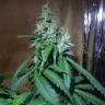 семена конопли почтой Auto Nefertiti feminised Pyramid Seeds