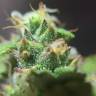 мощные семена конопли Auto Quick One feminised Royal Queen