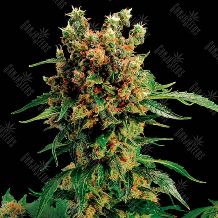 Семена ганжы California Hash Plant feminised Ganja Seeds купить