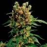 Семена ганжы California Hash Plant feminised Ganja Seeds купить