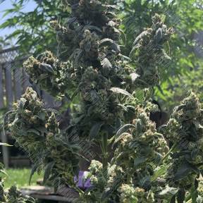Opium feminised Ganja Seeds