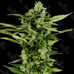 Auto Bomb feminised Green House Seeds