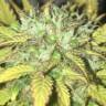 Auto Blueberry feminised Dutch Passion Seeds