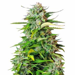 Auto Jack 47 feminised RuSeeds