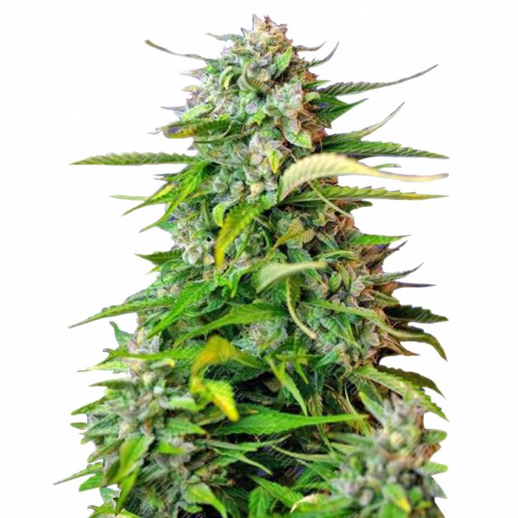 Auto Jack 47 feminised RuSeeds