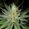 заказ семян конопли Москва Auto Goverla regular