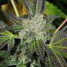семена культурной конопли купить Auto Goverla regular