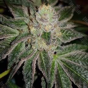 Auto Goverla regular Ganja Seeds