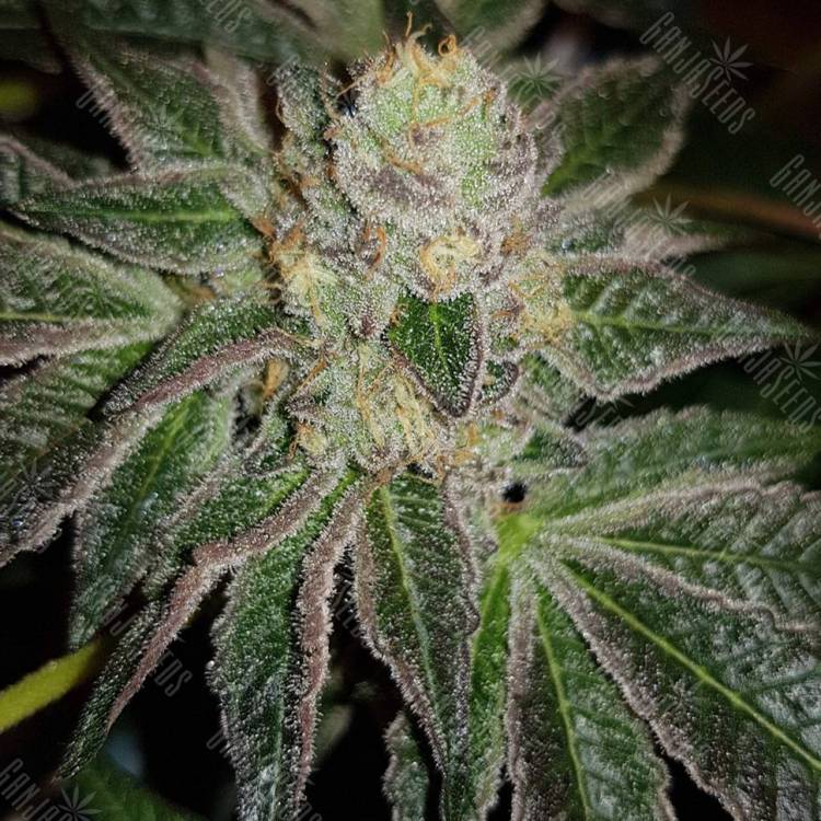 семена конопли индика Auto Goverla regular