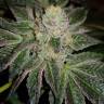 семена конопли индика Auto Goverla regular