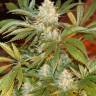 урожайные семена конопли White Rhino regular Ganja Seeds