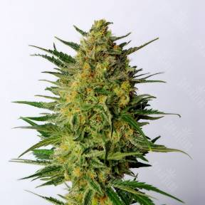 Super AK feminised Kannabia Seeds