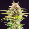 семена конопли недорого Super AK feminised Kannabia Seeds
