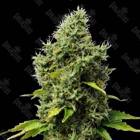 Mr.Fix feminised VIP Seeds