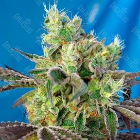 Do-Sweet-Dos feminised Ganja Seeds