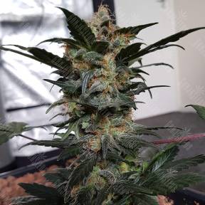 Auto Mazar feminised Ganja Seeds
