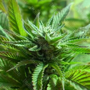 The Doctor feminised Ganja Seeds