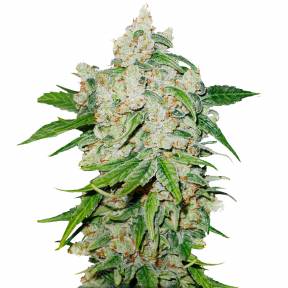 Auto Brooklyn Sunrise feminised Dutch Passion Seeds
