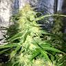 Auto Lemon Sativa feminised RuSeeds
