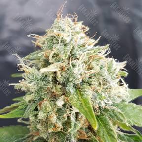 Auto Grapefruit regular Ganja Seeds