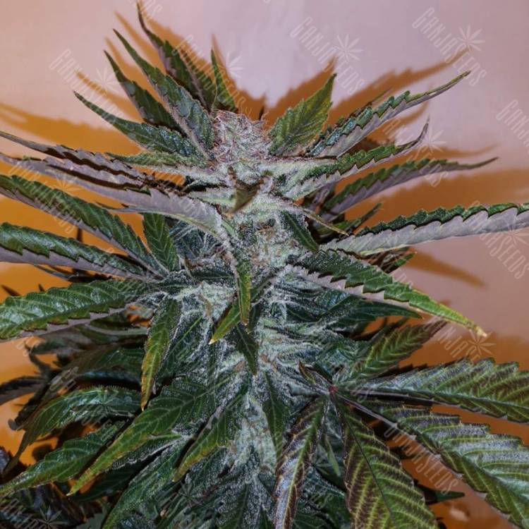регулярные семена конопли купить White Russian x White widow (Russian Widow) regular Ganja Seeds