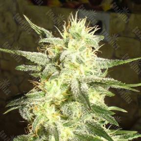 G13 Haze feminised Barneys Farm