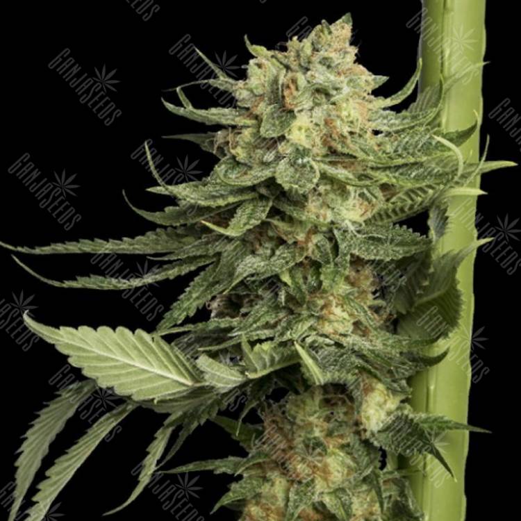 семена конопли f1 в оригинальной упаковке Kosher Tangie (24k Gold) feminised DNA Genetics