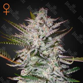 Holy Punch feminised Green House Seeds
