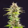 семена конопли Super OG Kush feminised Kannabia Seeds