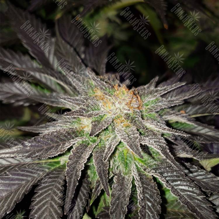 семена конопли наложенным платежом Pure Power Plant regular Nirvana Seeds