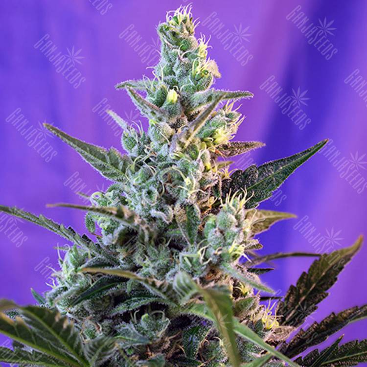 семена конопли Auto Sweet Skunk feminised Sweet Seeds
