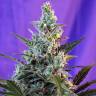 семена конопли Auto Sweet Skunk feminised Sweet Seeds