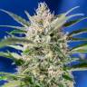 семена каннабиса Auto Sweet Skunk feminised Sweet Seeds