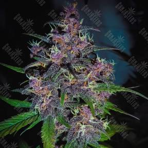 Auto Devil Cream feminised Sweet Seeds