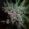 семена конопли медицинской Auto Devil Cream feminised Sweet Seeds