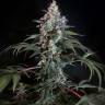 доставка семян конопли в рф Auto Opium feminised