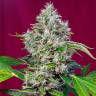 Семена конопли San Fernando Lemon Kush feminised Ganja Seeds купить