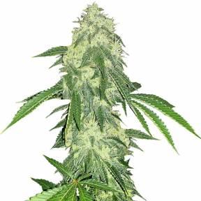 Auto Northern Lights feminised Green House Seeds
