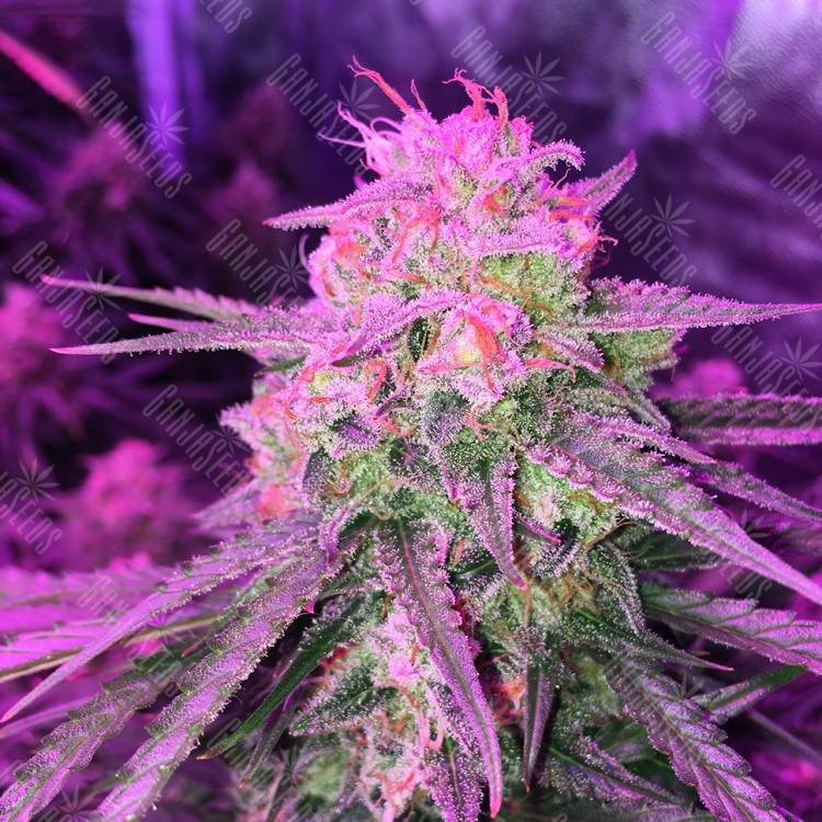 Auto Cinderella Jack feminised Dutch Passion Seeds