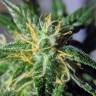 Auto Pineapple feminised RuSeeds