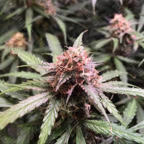 Auto Pineapple feminised RuSeeds