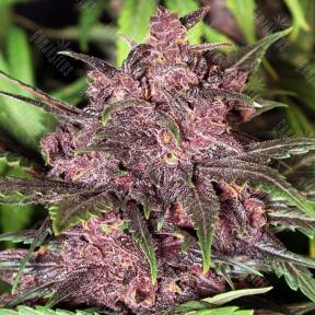 Auto Black Haze feminised Exotic Seed