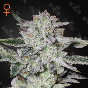 Sweet Valley Kush feminised Green House Seeds