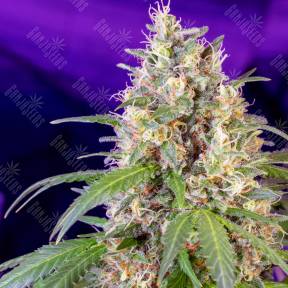 S.A.D. Sweet Afgani Delicious feminised Sweet Seeds