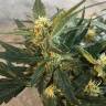 семена конопли скороспелый купить Auto Fast Bud feminised Sweet Seeds