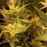 семена конопли дешево Auto Fast Bud feminised Sweet Seeds